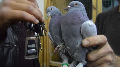 Araba fiyatına satılıyor!