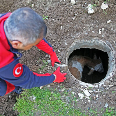Hayvan dayanışması! Köpek, danayı kurtardı!