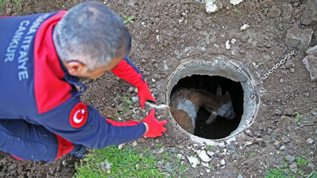 Hayvan dayanışması! Köpek, danayı kurtardı!