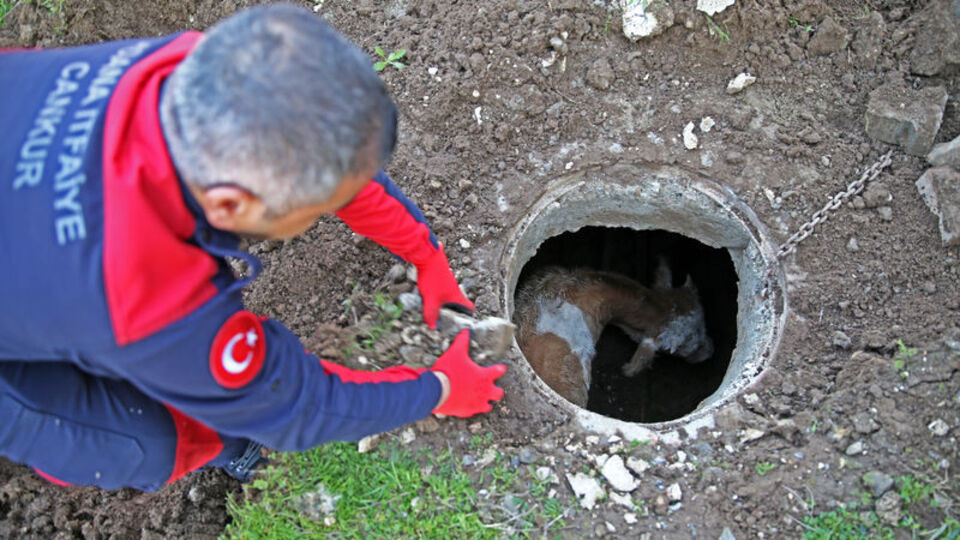 Hayvan dayanışması! Köpek, danayı kurtardı!