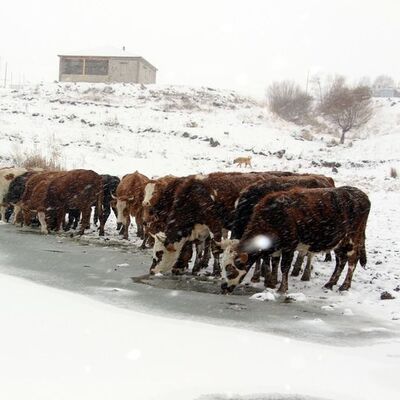 Ardahan bu gece -15'ti! Gölün yüzeyi buz tuttu!