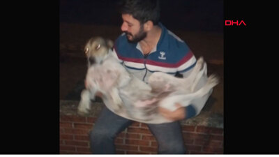 Kokoreç ustası, sokak köpeklerini ninni söyleyerek uyutuyor