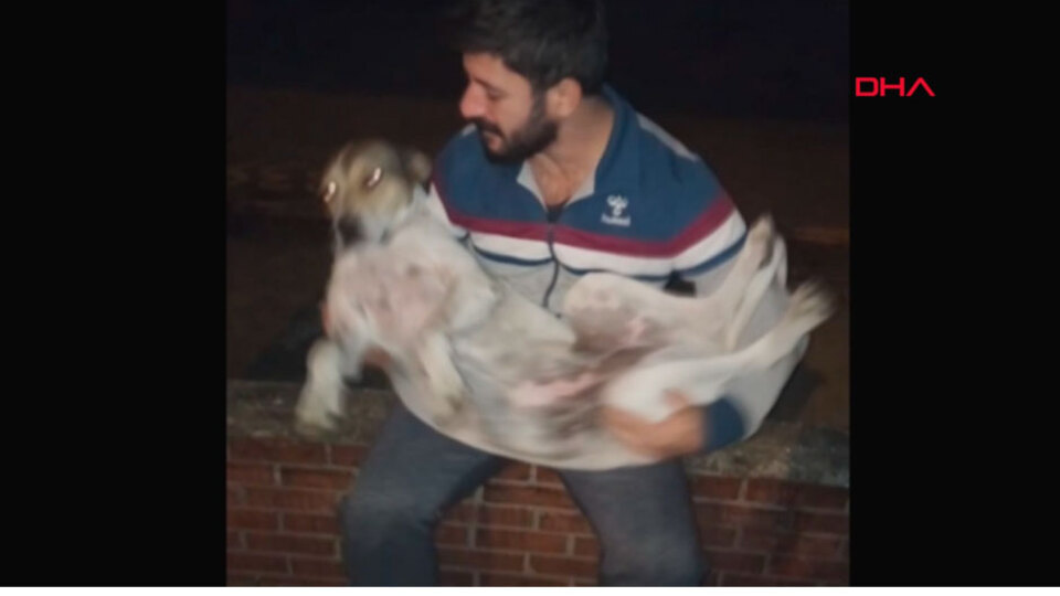 Kokoreç ustası, sokak köpeklerini ninni söyleyerek uyutuyor