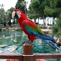 Papağanlar evcil hayvanlar mı?