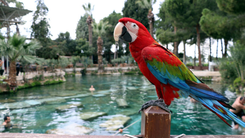 Papağanlar evcil hayvanlar mı?