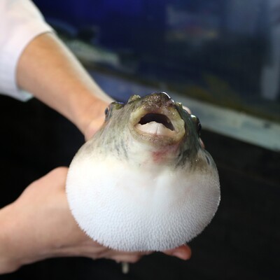 Japonların öldüren lezzeti! Tadına bakan 500 lira ödüyor