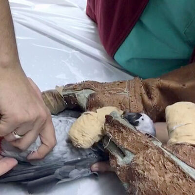 İşkence edilen papağanın dizi çıkmış! Ameliyat edilecek!