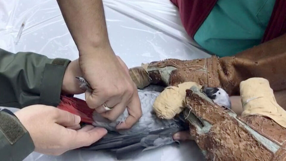 İşkence edilen papağanın dizi çıkmış! Ameliyat edilecek!