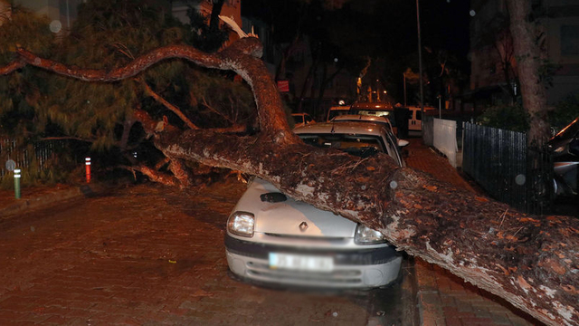 Çam ağacı otomobilin üzerine devrildi