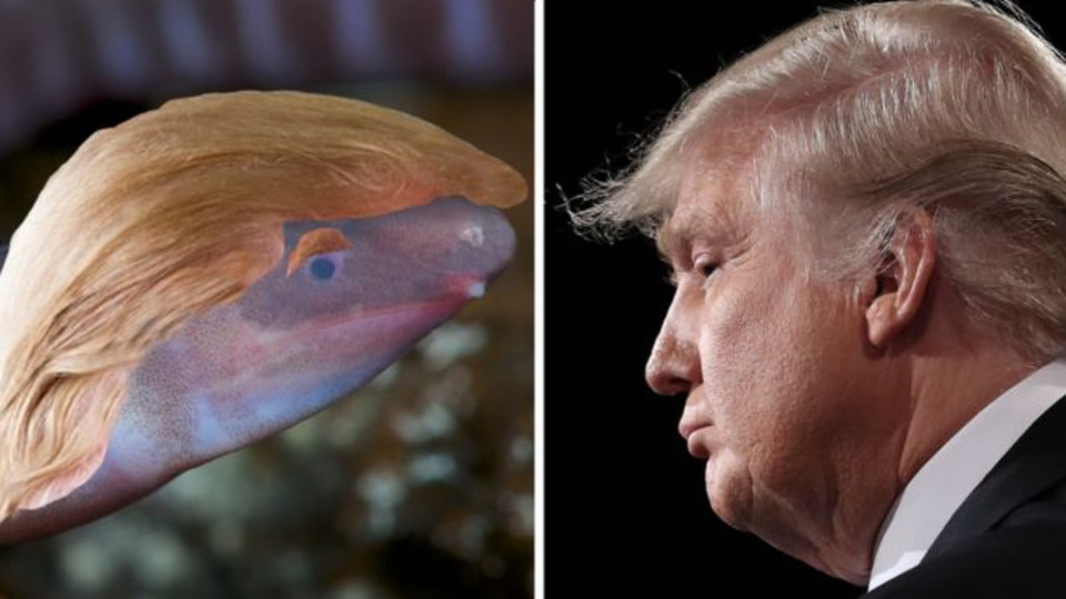 Trump'ın adı başını kuma gömen canlıya verildi!