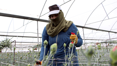 Günde 200 TL ücreti var, çalışacak işçi yok!