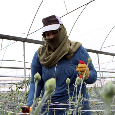 Günde 200 TL ücreti var, çalışacak işçi yok!