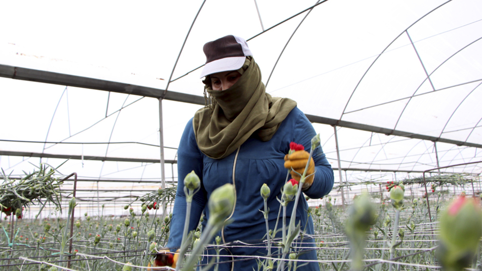 Günde 200 TL ücreti var, çalışacak işçi yok!