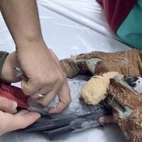 İşkence gören papağandan kötü haber!