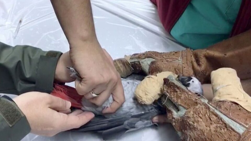 İşkence gören papağandan kötü haber!