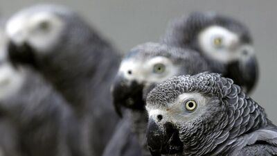 İşte sesleri taklit etmelerinin altında yatan neden!