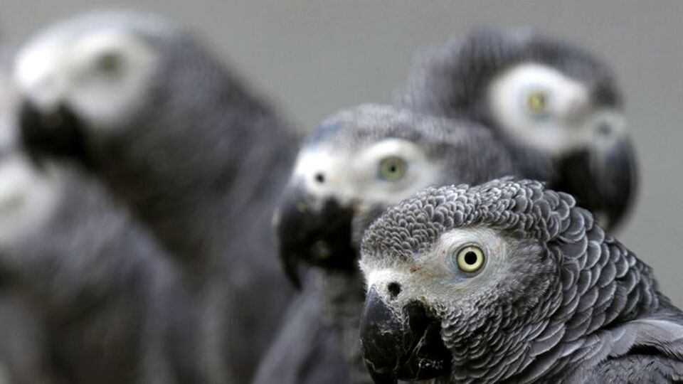 İşte sesleri taklit etmelerinin altında yatan neden!