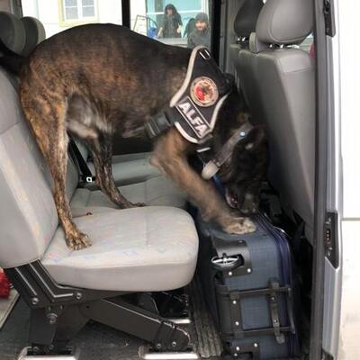 Kamyonetteki uyuşturucuyu Alfa buldu