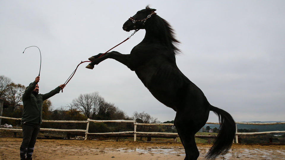 Babası hipodromun, oğlu gönüllerin şampiyonu