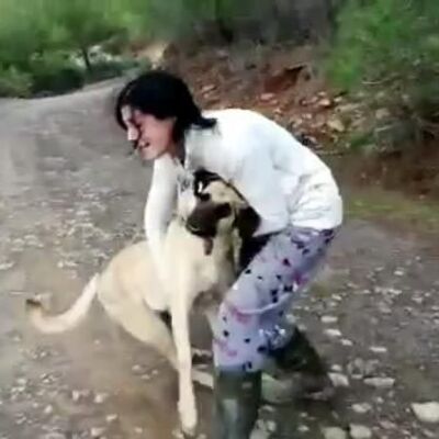 Sokak hayvanlarına vahşetin sonu gelmiyor!