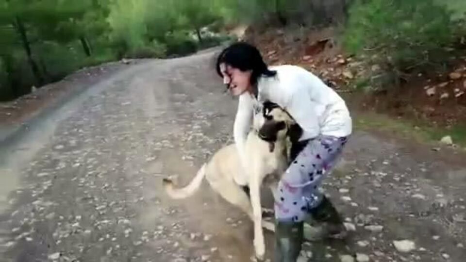 Sokak hayvanlarına vahşetin sonu gelmiyor!