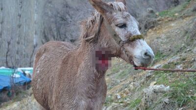 Köylüler tedirgin! Köpekleri parçaladılar