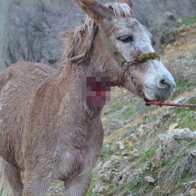 Köylüler tedirgin! Köpekleri parçaladılar