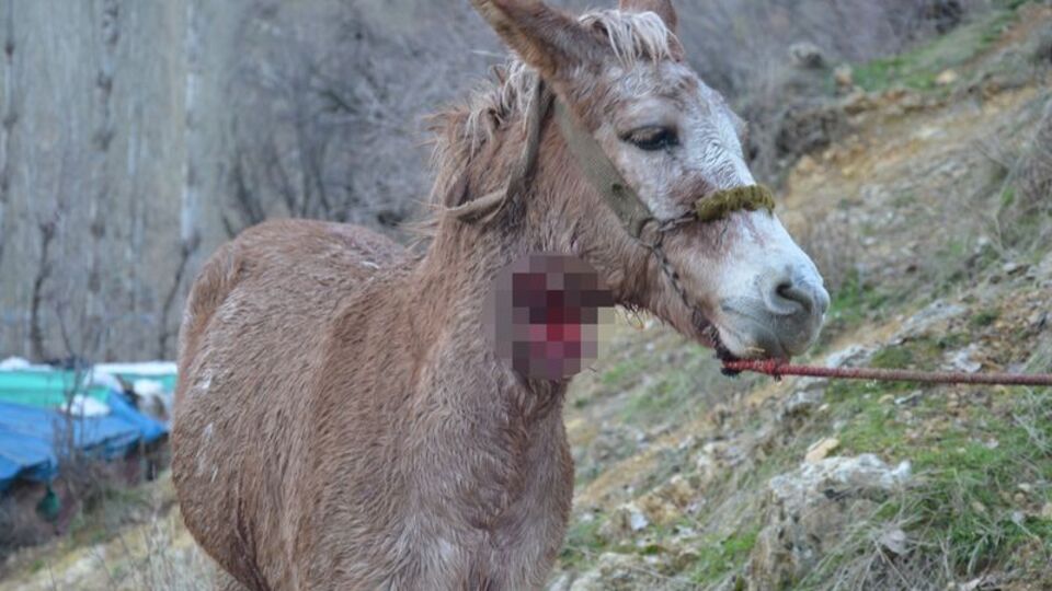 Köylüler tedirgin! Köpekleri parçaladılar