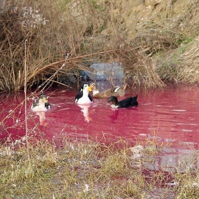 Yalova’da kırmızı su paniği