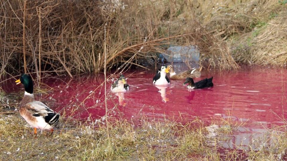 Yalova'da kırmızı su paniği