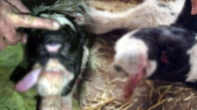 Görenler şaşkına döndü! Tek gözlü, burunsuz ve...