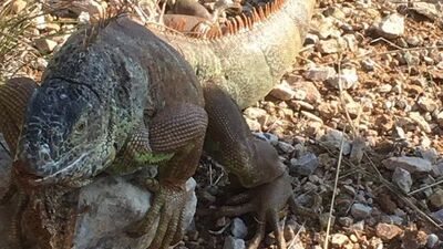 Görenler dondu kaldı! Yol kenarında bulundu tam 1 metre!