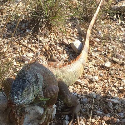 Görenler dondu kaldı! Yol kenarında bulundu tam 1 metre!