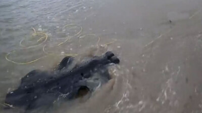 Bu robot başka! Yüzerek karaya çıkabiliyor