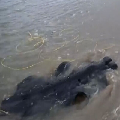 Bu robot başka! Yüzerek karaya çıkabiliyor