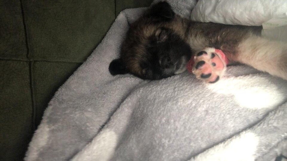 Minik Kangal'ın beyin ameliyatı 3 saat sürdü