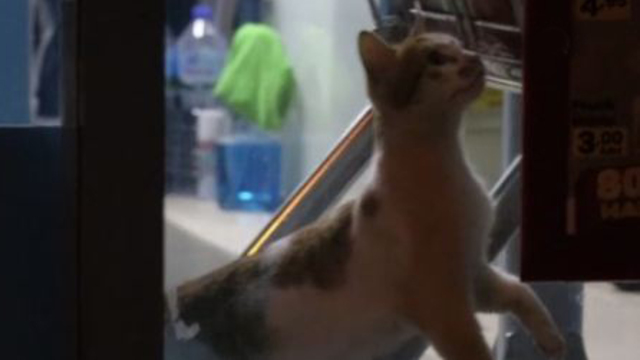 Aydın'da kedi alarmı polisi harekete geçirdi