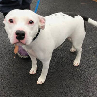 Köpeğin terk edilme anları yürekleri dağladı