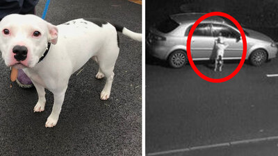 Köpeğin terk edilme anları yürekleri dağladı