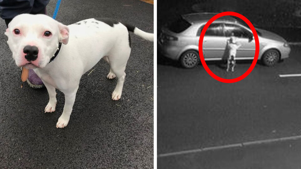 Köpeğin terk edilme anları yürekleri dağladı