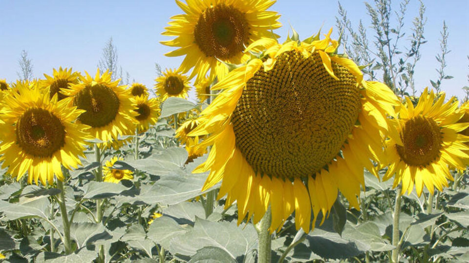 Yağlık ayçiçeği tohumu ithalatına tarife kontenjanı