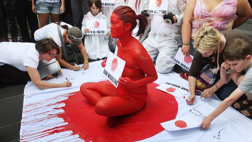 Japonya balina avcılığına neden hâlâ devam ediyor?