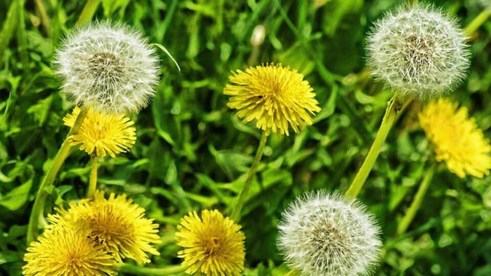 Hadi ipucu sorusu 26 Aralık