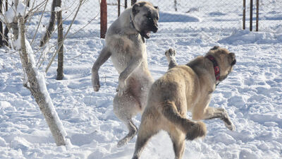 Kurtların istila ettiği İtalya'nın tek umudu: Türk Kangalı!
