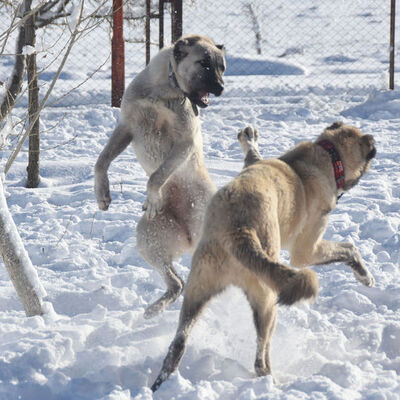 Kurtların istila ettiği İtalya'nın tek umudu: Türk Kangalı!
