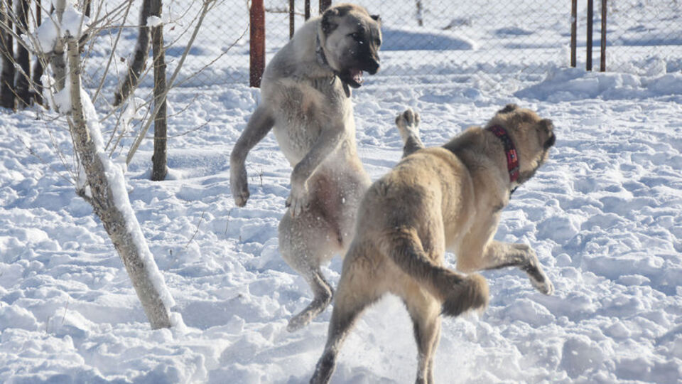 Kurtların istila ettiği İtalya'nın tek umudu: Türk Kangalı!