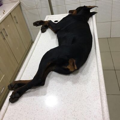 Kocaeli'nde çocuk parkında yaşandı! Köpeğini direğe bağladı, sonu korkunç