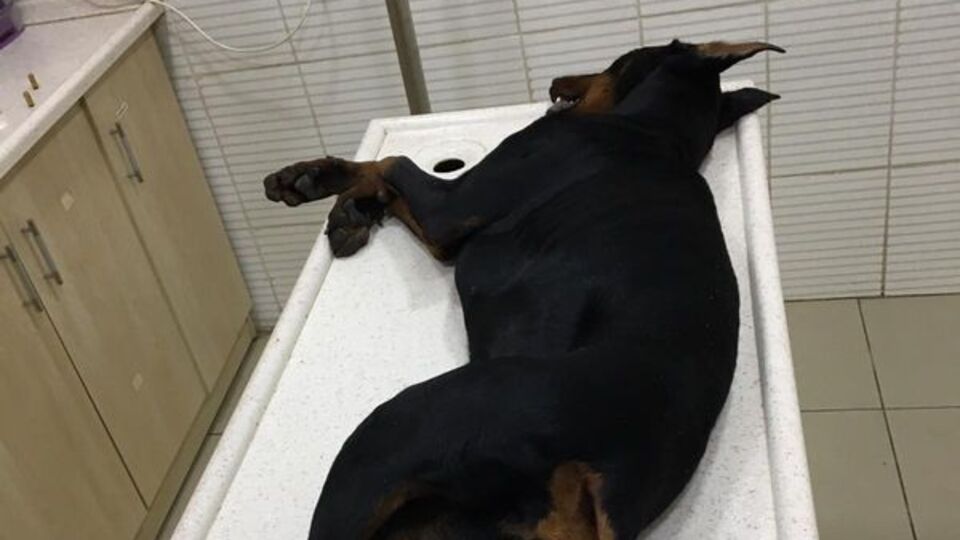 Kocaeli'nde çocuk parkında yaşandı! Köpeğini direğe bağladı, sonu korkunç