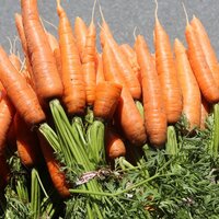 Havuç neden turuncudur?