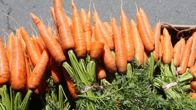 Havuç neden turuncudur?
